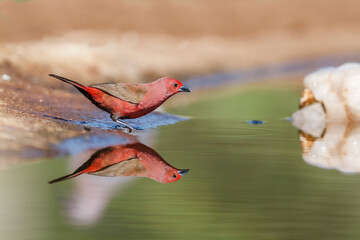 Jameson Firefinch bathing in waterhole in Kruger National park, South Africa ; Specie Lagonosticta...