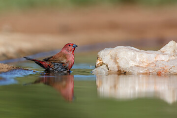 Jameson Firefinch bathing in waterhole in Kruger National park, South Africa ; Specie Lagonosticta...