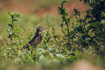 Long-billed Pipit in Kruger National park, South Africa ; Specie Anthus similis family of Motacillidae