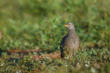 Natal francolin walking in grass in Kruger National park, South Africa ; Specie Pternistis natalensis family of Phasianidae