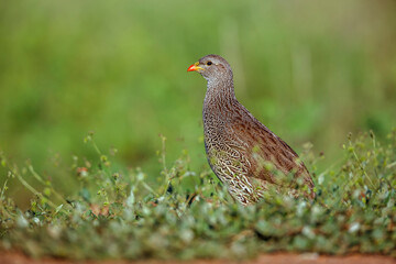 Natal francolin walking in grass in Kruger National park, South Africa ; Specie Pternistis natalensis family of Phasianidae