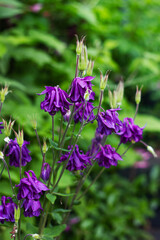 fioletowe kwiaty © Michalina