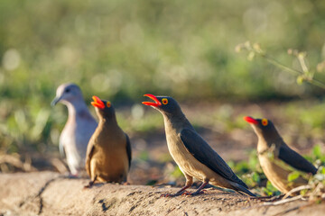 Three Red billed Oxpecker standing ground level in Kruger National park, South Africa ; Specie Buphagus erythrorhynchus family of Buphagidae