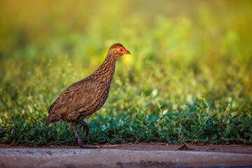 Swainson's Spurfowl walking at dawn in Kruger National park, South Africa ; Specie Pternistis swainsonii family of Phasianidae