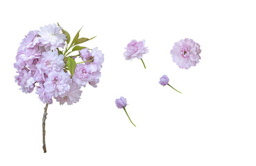 set collection of sakura flowers different options. Isolate on transparent. PNG format. Isolate on white.