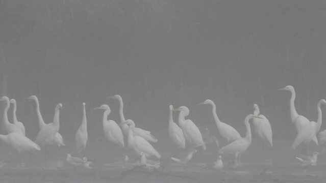 The great egret in fog