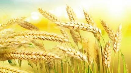Fotobehang wheat in the sun © Xanthius