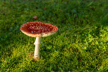Amanita Muscaria, poisonous mushroom. sprouting among grass in natural landscape.