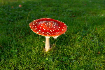 Amanita Muscaria, poisonous mushroom. sprouting among grass in natural landscape.