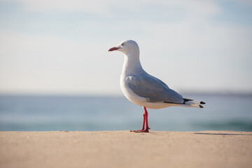 Seagull standing on the beach