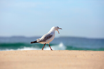 Seagull squarking on the beach