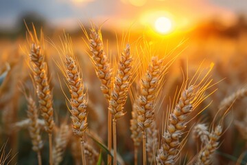 Captivating view of ripe wheat ears with the golden hour sunlight illuminating them from behind, highlighting agriculture's beauty