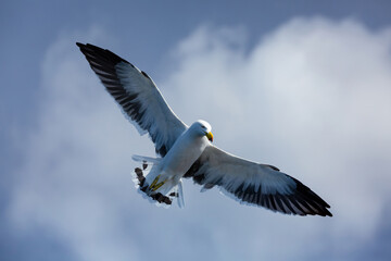 Large sea gull flying in a cloud-filled sky