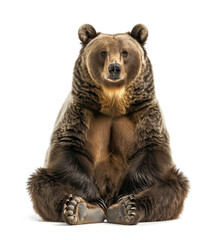 Fototapeta premium Frontal image of sitting brown bear on white