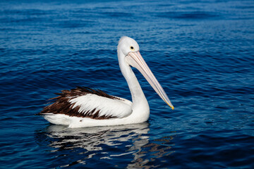 Fototapeta na wymiar Portrait of a pelican floating on the ocean's surface