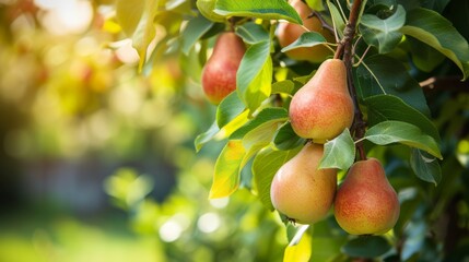 Harvest of ripe pears on a branch in the garden, agribusiness business concept, organic healthy...