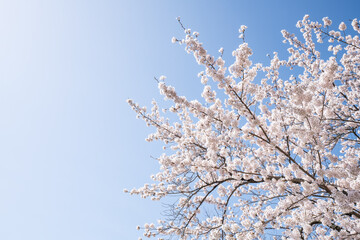 Cherry blossom tree in April on a sunny day, Japan - 781925005