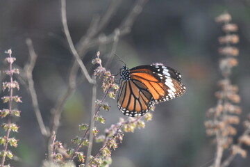 butterfly on flowers