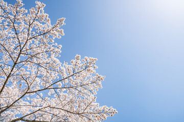 Cherry blossom trees in front of blue sky on a sunny day, Japan - 781925666
