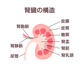 腎臓の構造 ベクターイラスト