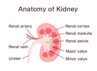 Anatomy of Kidney. Vector illustration.