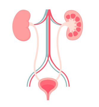 Anatomy of Urinary System. Vector illustration.