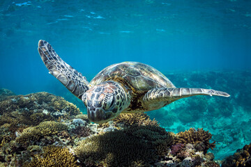 Large sea turtle glides over tropical reef