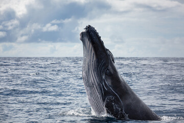 Humpback whale breaching the ocean's surface