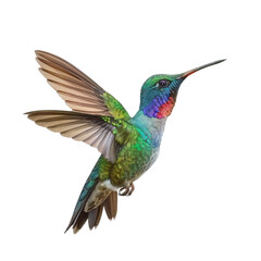 Fototapeta premium Hummingbird isolated on white background.