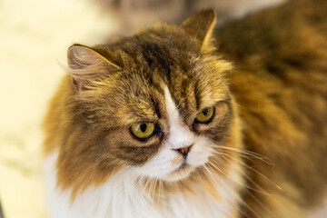 毛がふわふわで可愛らしい猫のクローズアップ