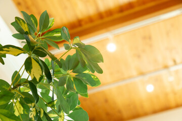 カフェの中にある観葉植物と、シーリングファンの付いた天井