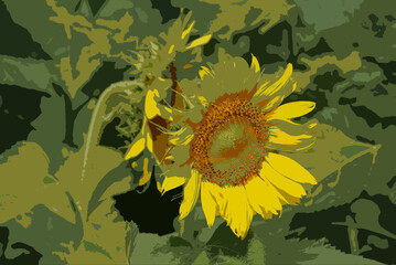 Realistic illustration of sunflower blooming in summer.