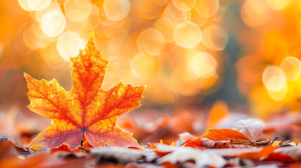 Orange maple leaves on the ground, blur bokeh background