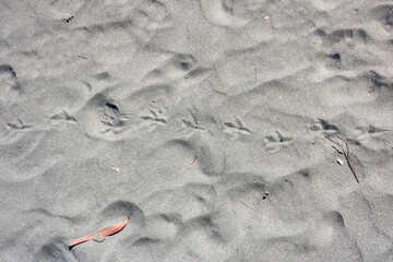 Human and bird footprints on dry sand texture