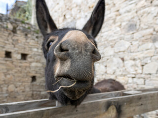 Close-up of cute donkey face 