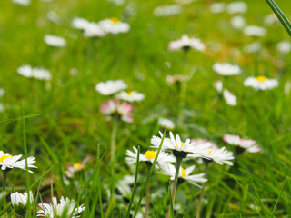 Beautiful daisies in the lawn, beauty of nature, wild flowers
