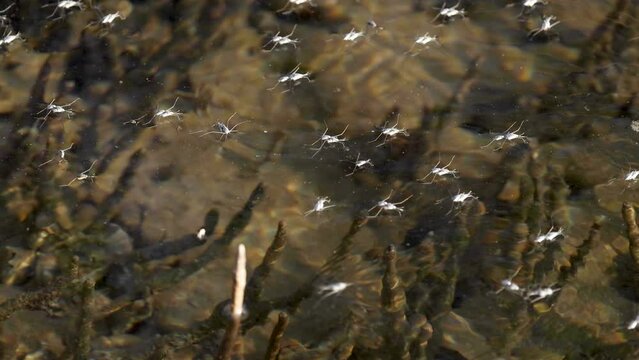 Water Striders Gliding on a Stream