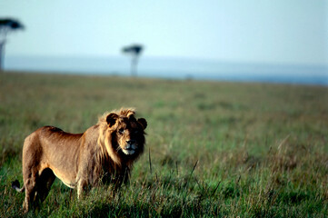 Lion on the African plains