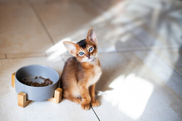 Little red kitten sitting near ceramic bowl with dry food on the floor. Cute Abyssinian ruddy cat begging for food. Tasty food for domestic animal. Selective focus.