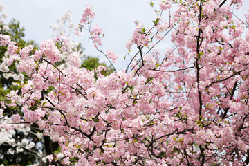 Branches of sakura flowers, cherry blossom
