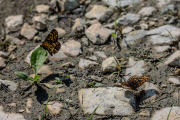 Butterflies mating on the ground in the summer. Close-up.