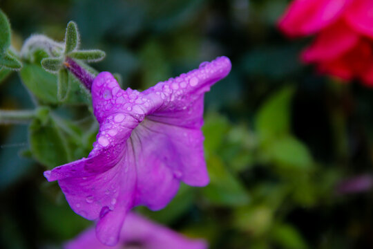 pink flower with rain potassium. beautiful natural background.