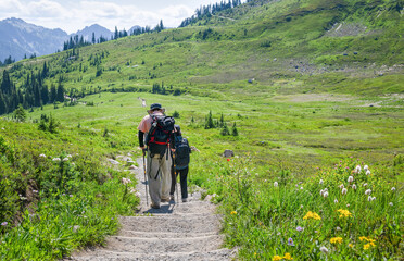 Hiking Skyline trail in summer. Wildflowers blooming on the meadows. Mt Rainier National Park. Washington State.
