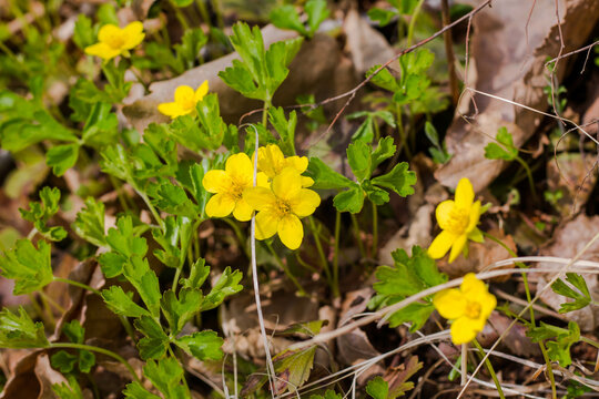 Yellow flowers of anemone (Anemone ranunculoides) in early spring