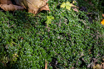 Green moss on the ground in the forest, close-up.
