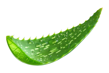 Aloe Vera Leaf Slice Isolated on Transparent Background
