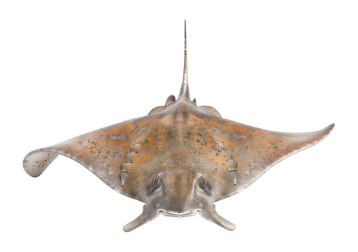 recommend clip art: Stingray Front View Isolated on Transparent Background
                    