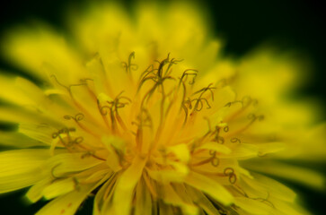 Diente de le&oacute;n en plano detalle