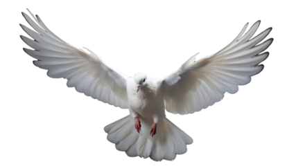 White dove flying isolated on transparent and white background.PNG image.