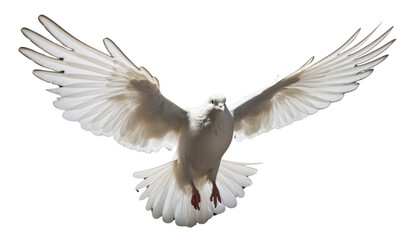 White dove flying isolated on transparent and white background.PNG image.